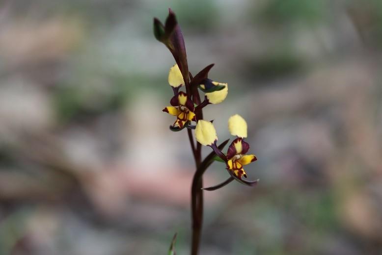 Close up of an Australian native orchid.