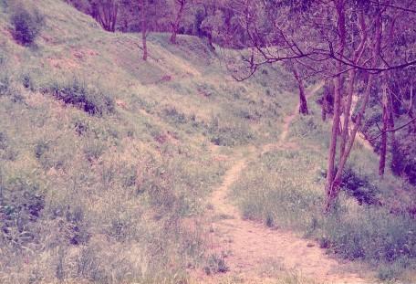 Bush track through grass and trees.