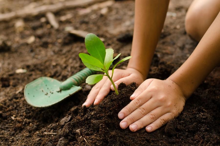 Hand planting a small tree into soil 