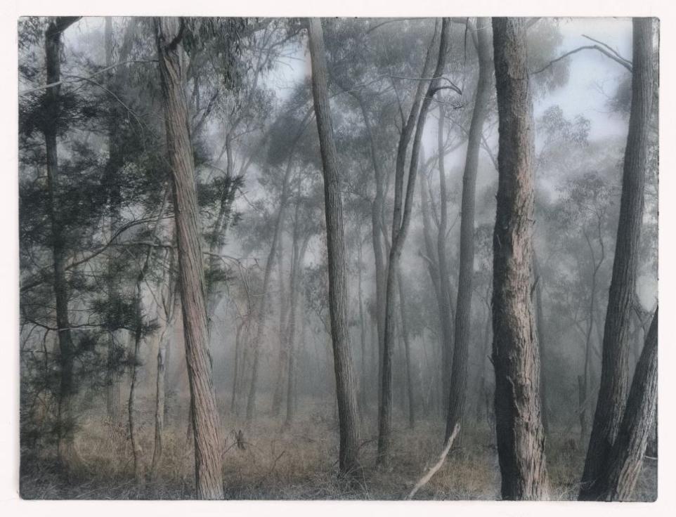 Artist rendering of a misty forest