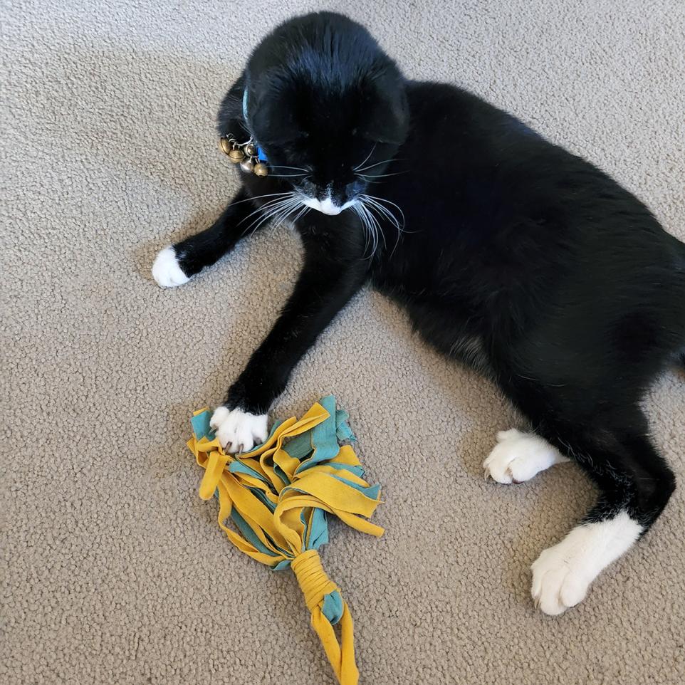 cat playing with a toy