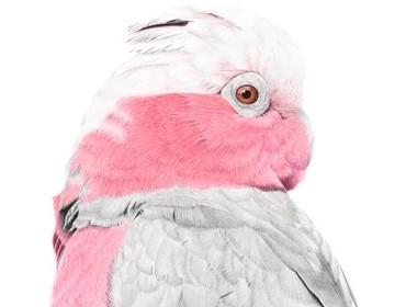 Galah Peta macDonald