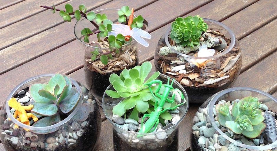 small gardens in a glass terrarium