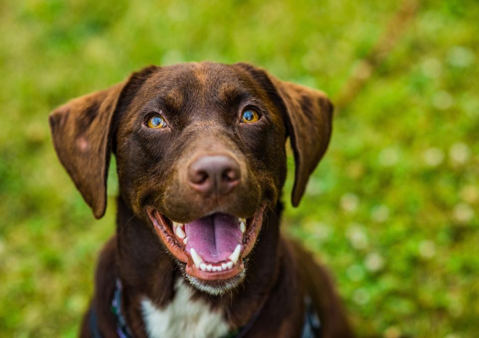 SHOP HAPPY DOG