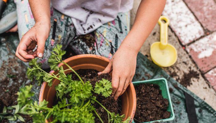 Child gardening repotting a plant
