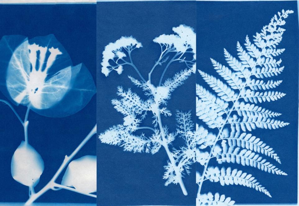 SHOP cyanotype_printing_with_botanicals