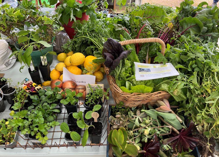 image of a trestle table full of fresh garden harvest