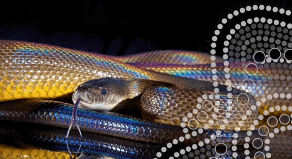 Meet the Rainbow Serpent - Reptile Encounters Naidoc Week Event