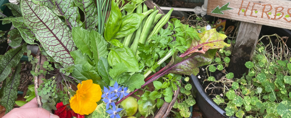 Low waste food gardening