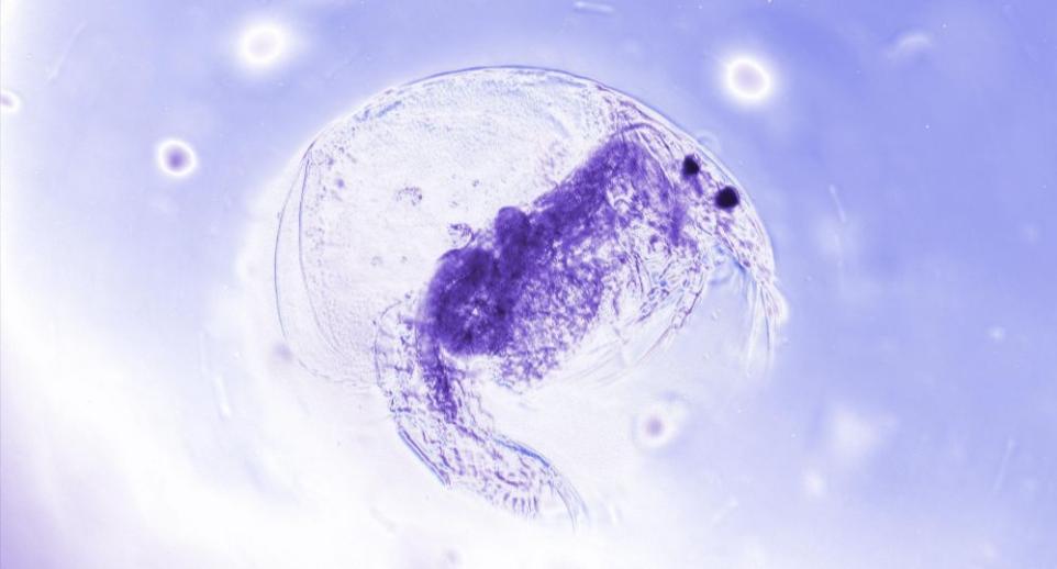 Close up of a microscopic water flea 