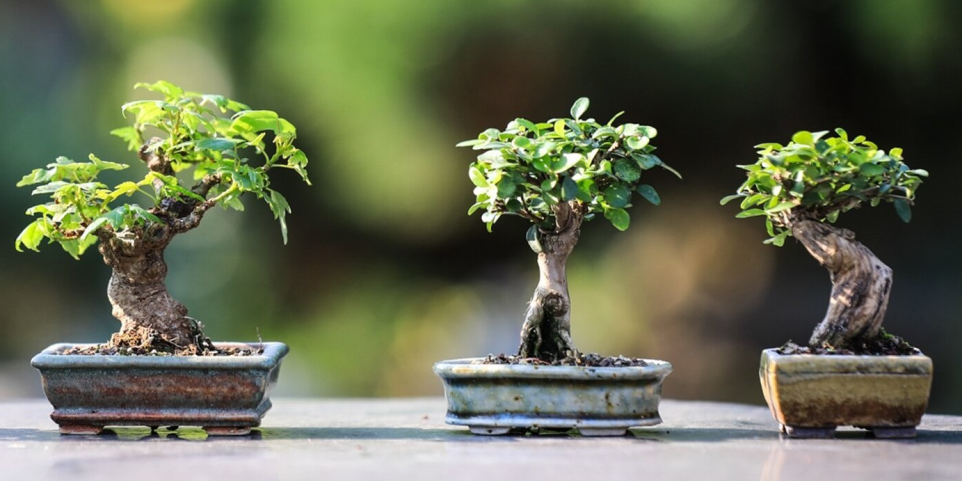 bonsai