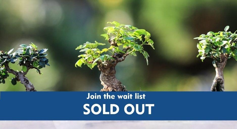Kids bonsai workshop 