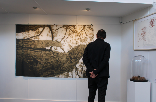 Man standing with his back to us looking at a large photograph of a tree trunk on a gallery wall