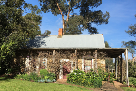 Pioneer cottage with gum tree in the background