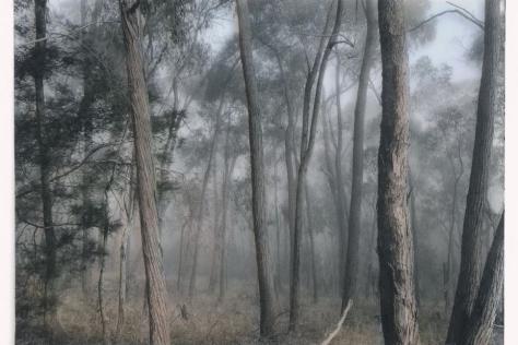 Artist rendering of a misty forest
