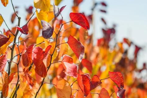 Photo of a close up of autumn coloured leaves on a tree