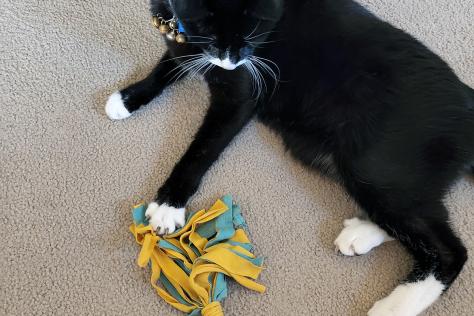 cat playing with a toy