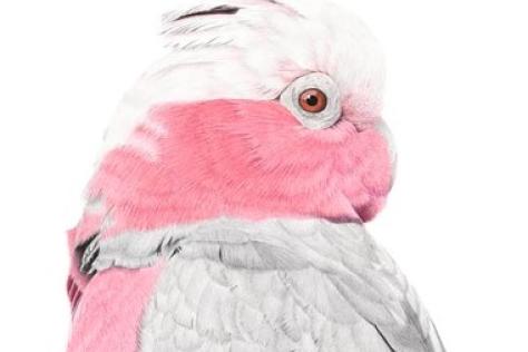 Galah Peta macDonald