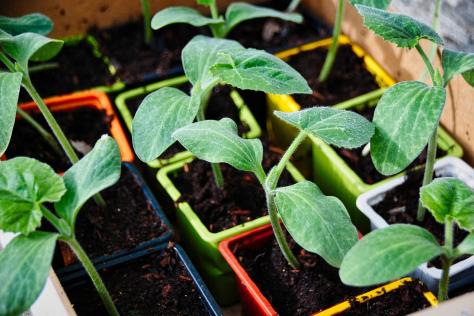 urban harvest plants growing