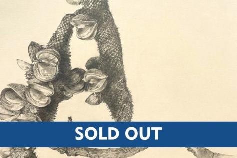 Banksia sold_out