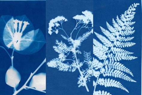 SHOP cyanotype_printing_with_botanicals