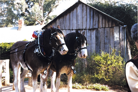 Two horses outside the barn at Schwerkolt Cottage