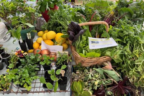 image of a trestle table full of fresh garden harvest