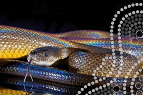 Meet the Rainbow Serpent - Reptile Encounters Naidoc Week Event