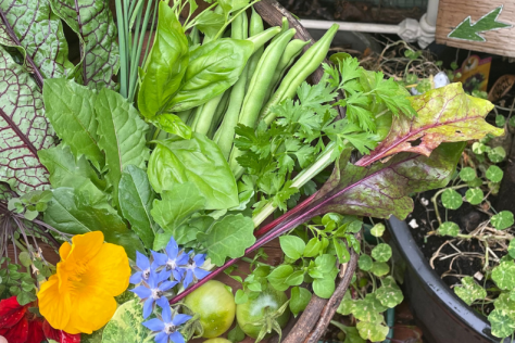 Low waste food gardening