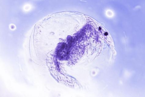 Close up of a microscopic water flea 