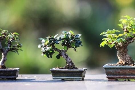 SHOP Bonsai workshop