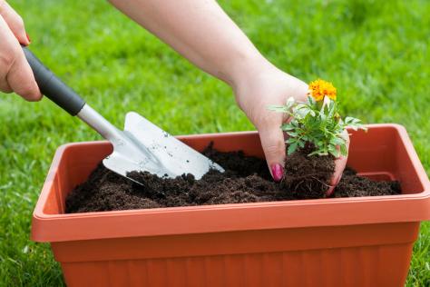 SHOP pring_container_gardening