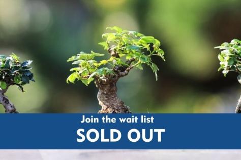 Kids bonsai workshop 