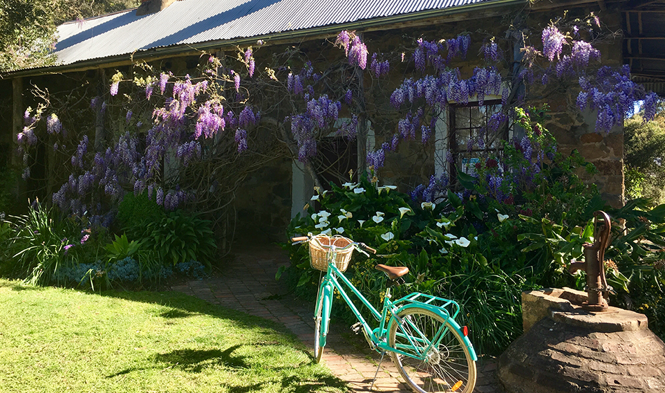 Pioneer cottage with wisteria flowering across the veranda and green bicycle parked out front