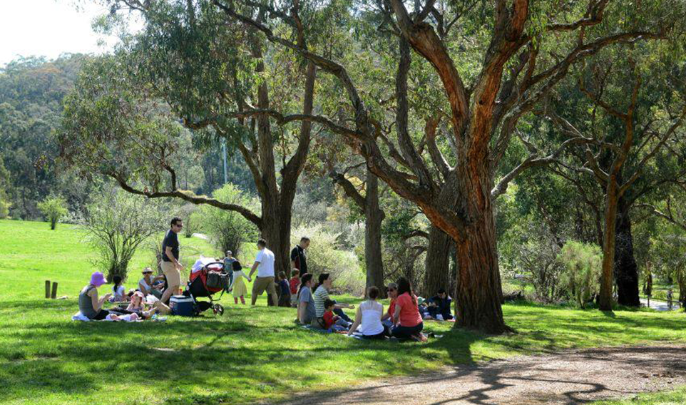 Groups of people sitting under the shade of gum trees having a picnic on the grass.