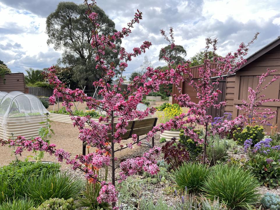 image of three cherry trees in blossom with pretty pink flowers amongst a lovely garden. 